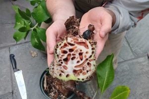 Herd alum Joshua Hamrick shares plants with plant taxonomy students at the Huntington Museum of Art