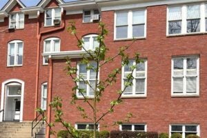 Marshall's Artemis tree leafing out right in time for the Artemis II launch