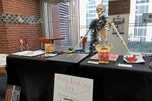 Display table featuring student-created anatomy projects for World Anatomy Day, including a decorated anatomical skeleton, anatomical illustrations, organs and body systems models, and educational posters arranged in the Science Building lobby.