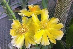 A brilliant yellow bloom adds color to a cactus growing the the Marshall greenhouse