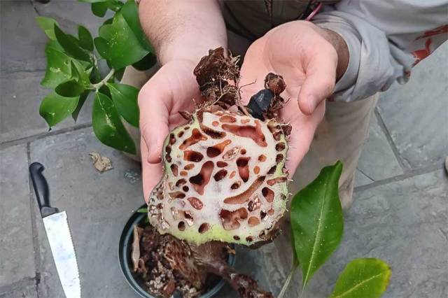 Biology students explore plant diversity during Earth Day visit