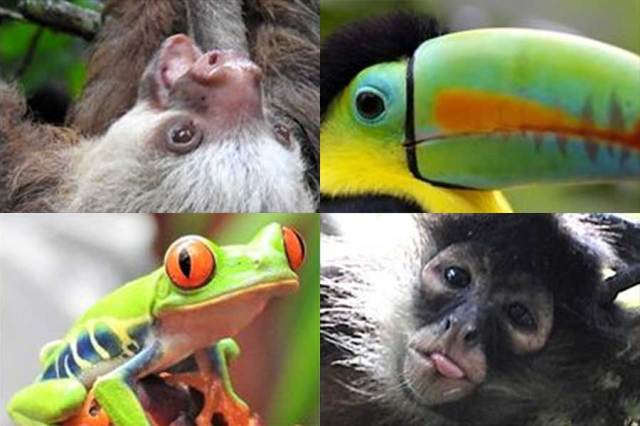 Biology to offer Tropical Biology & Conservation course in Costa Rica