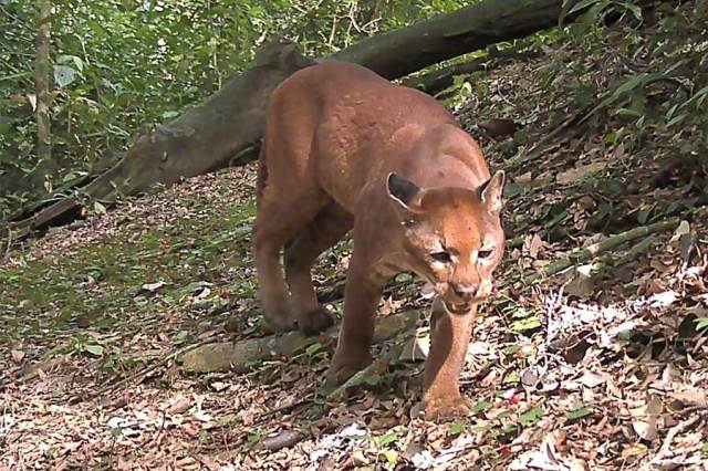 Biology graduate student records rare African golden cat