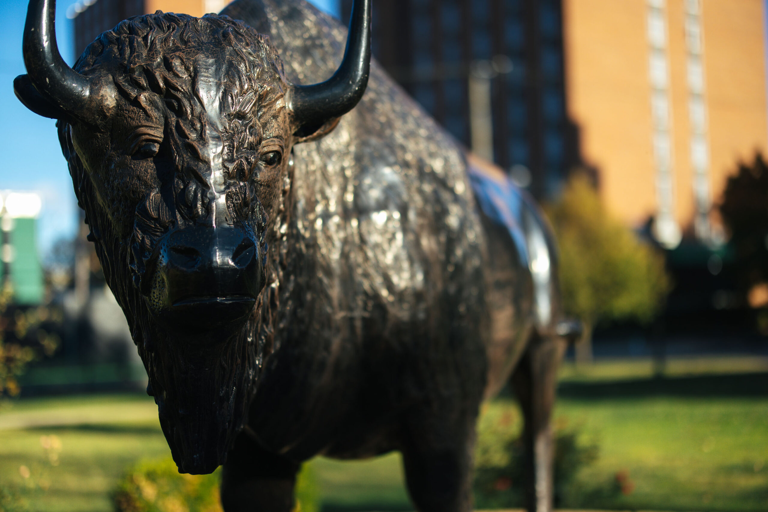image of Bison statue near tennis courts on campus