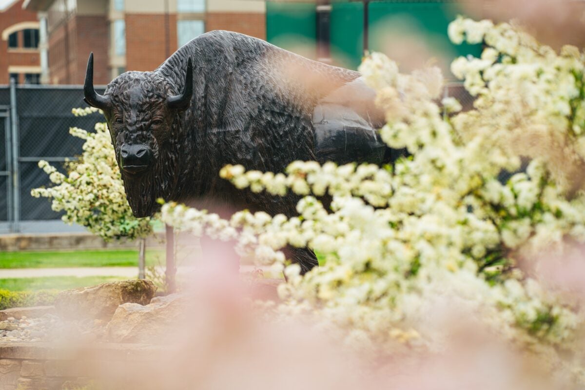 bison statue on campus through flowers