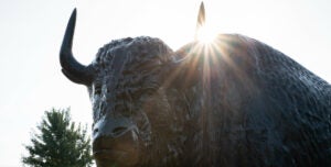 Bronze buffalo with sun beams shining over horns