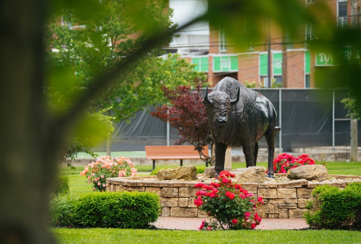 bison statue on campus