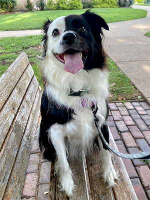 Luna, Therapy Dog and Director of Resident Happiness at Marshall University