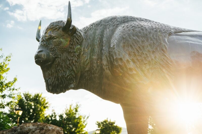 Image of the bison statue on campus.