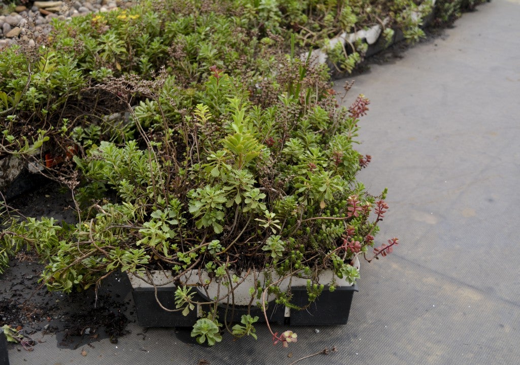 The green roof on top of the Engineering Complex has sections containing different plants that fit together like puzzle pieces.