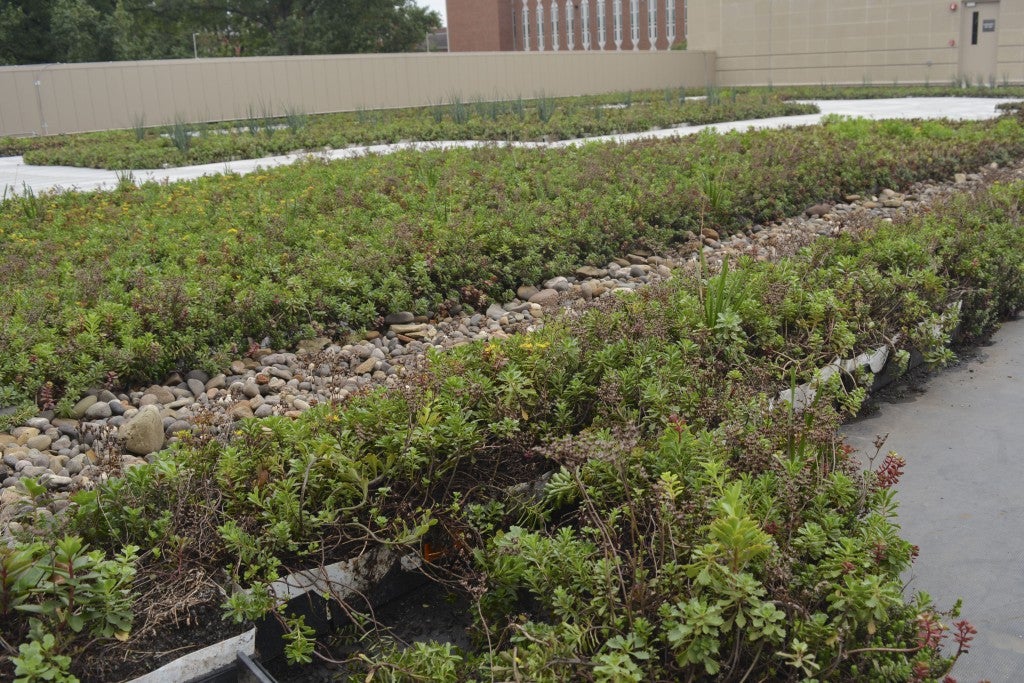 The green roof on top of the Engineering Complex has many green properties including extending the life of the roof, reducing heating and cooling costs, providing habitats for wildlife and diverting water from the storm drain system.