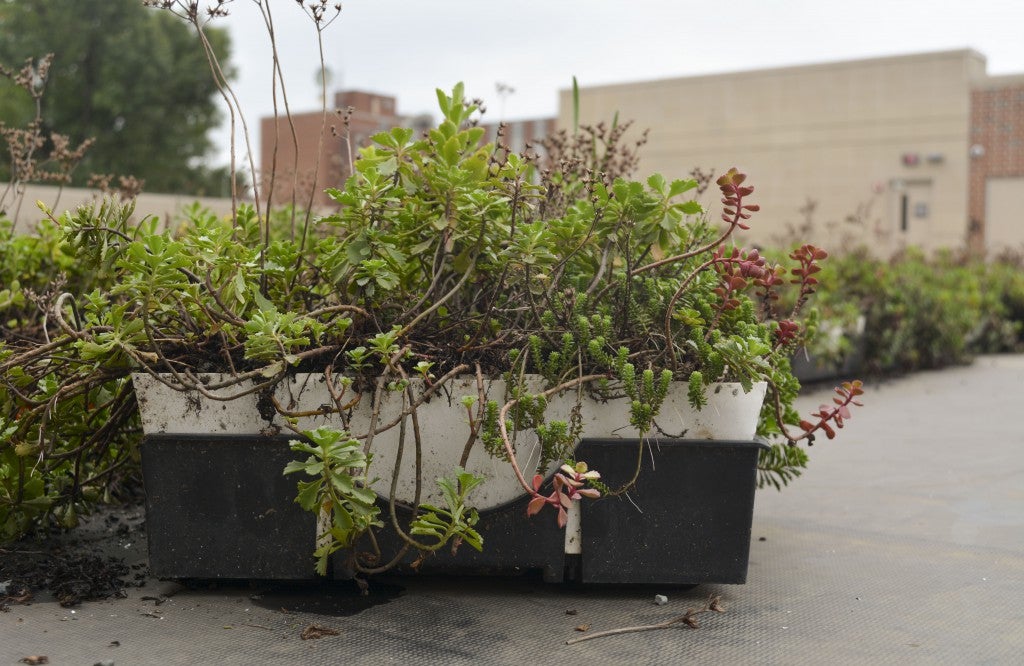 The green roof on top of the Engineering Complex has sections containing different plants that fit together like puzzle pieces.