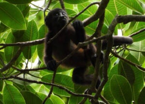 Juvenile Howler Monkey