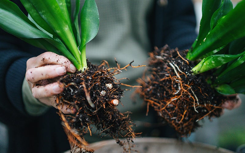 A close-up image of two hands holding green plants