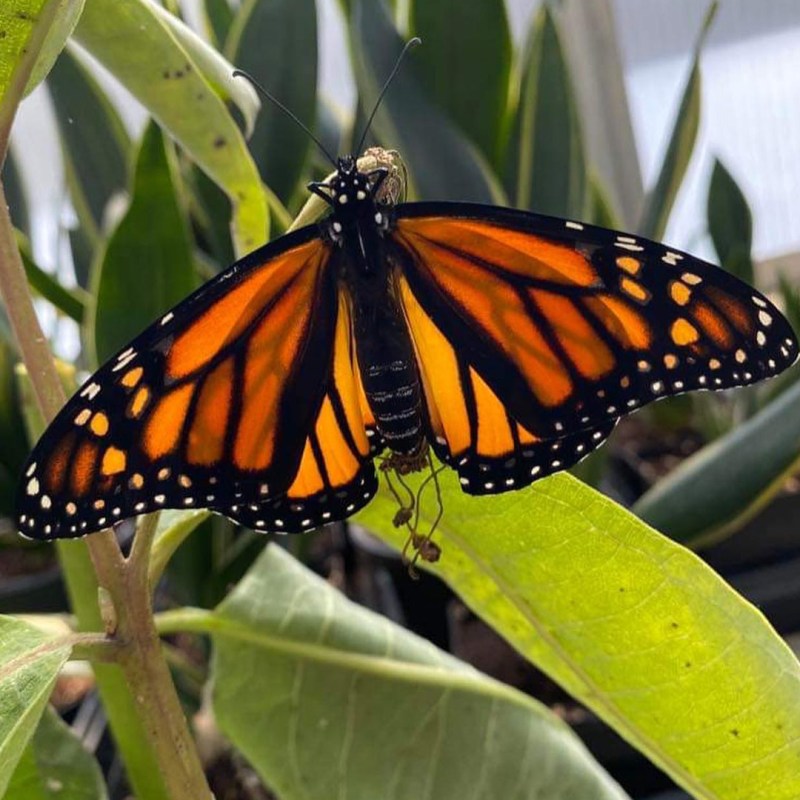 Monarch butterfly in the garden at Marshall University