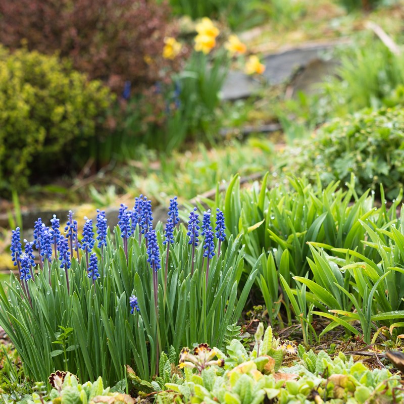 Flowers and plants in a rain garden