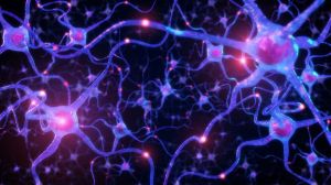 neurons