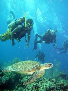 Environmental Science students in the field diving with turtles