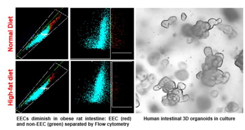 Gut Microbe research