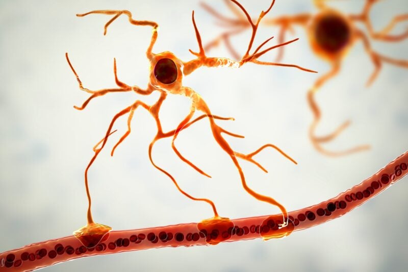 Astrocyte and blood vessel, 3D illustration. Astrocytes, brain glial cells, also known as astroglia, connect neuronal cells to blood vessels
