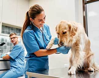 Veterinary exam showing a clinician holding a dog’s paw while using a stethoscope to assess the animal on an exam table