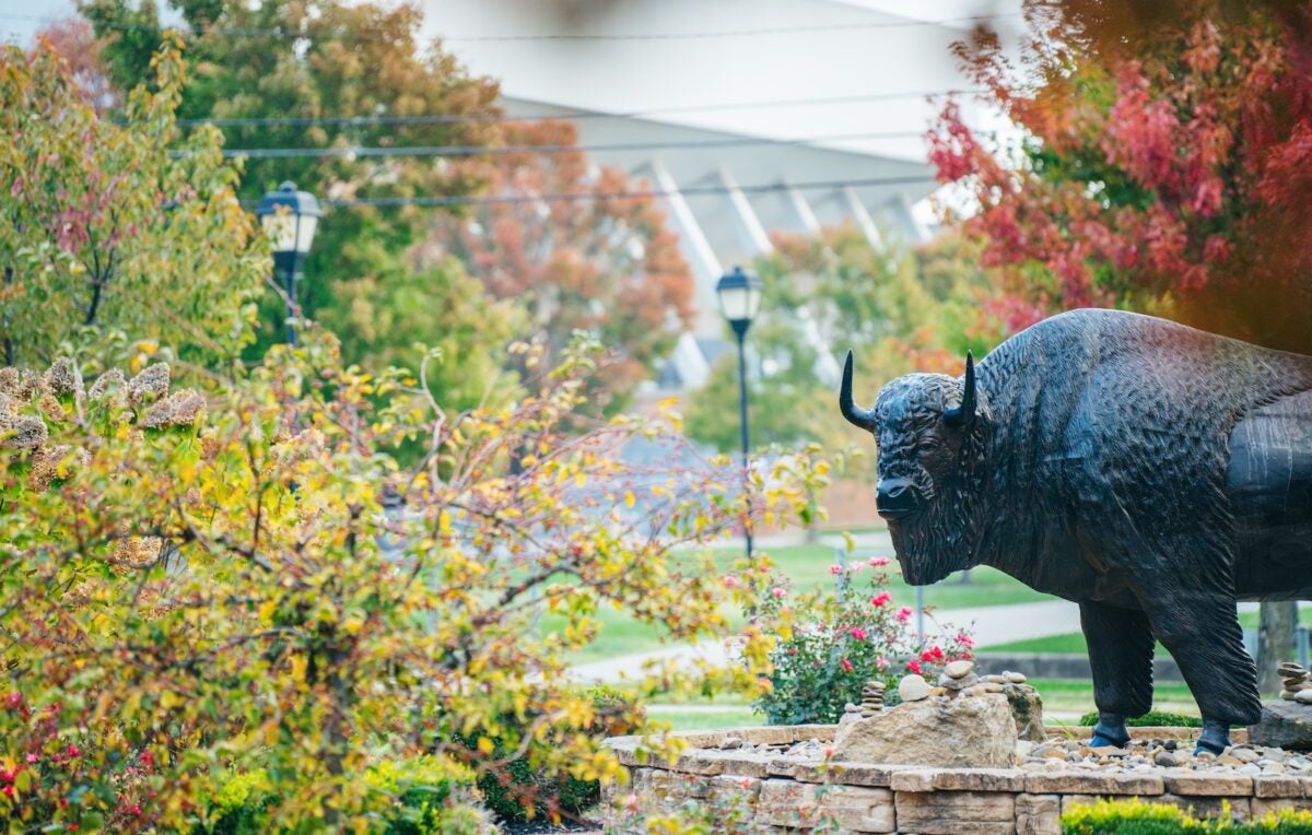 bison statue on campus in the spring