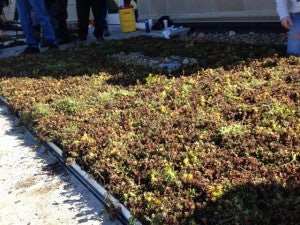 GreenRoof5-2015