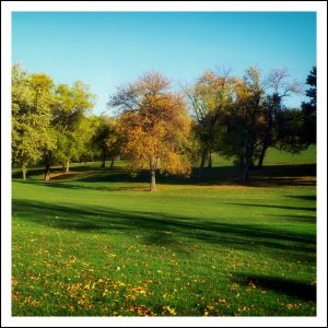 Field and Trees