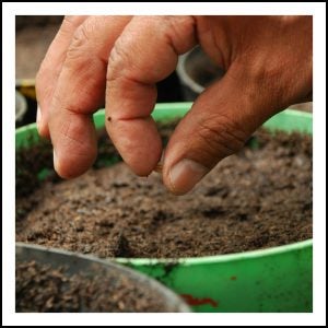 Planting Seed