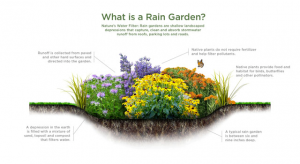 what is a rain garden
