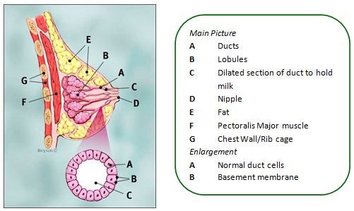 chest-diagram-female