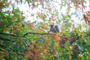 A gray squirrel perches on a tree branch surrounded by green, orange and yellow autumn leaves on Marshall University's campus.