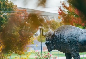 Marshall University's bronze bison statue stands among colorful autumn foliage and flowers on campus.