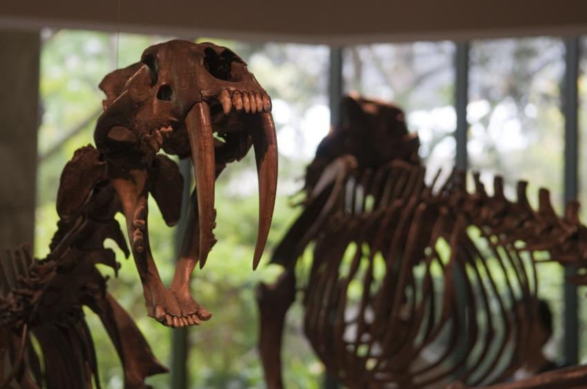 Photo of La Brea Tar Pit fossils