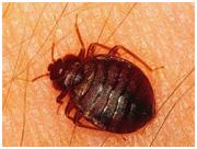Bed Bug