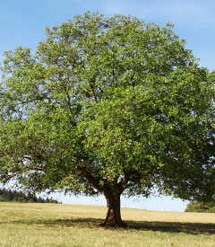 Black Walnut 2