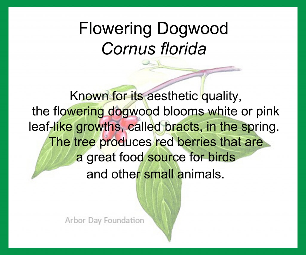 Dogwood