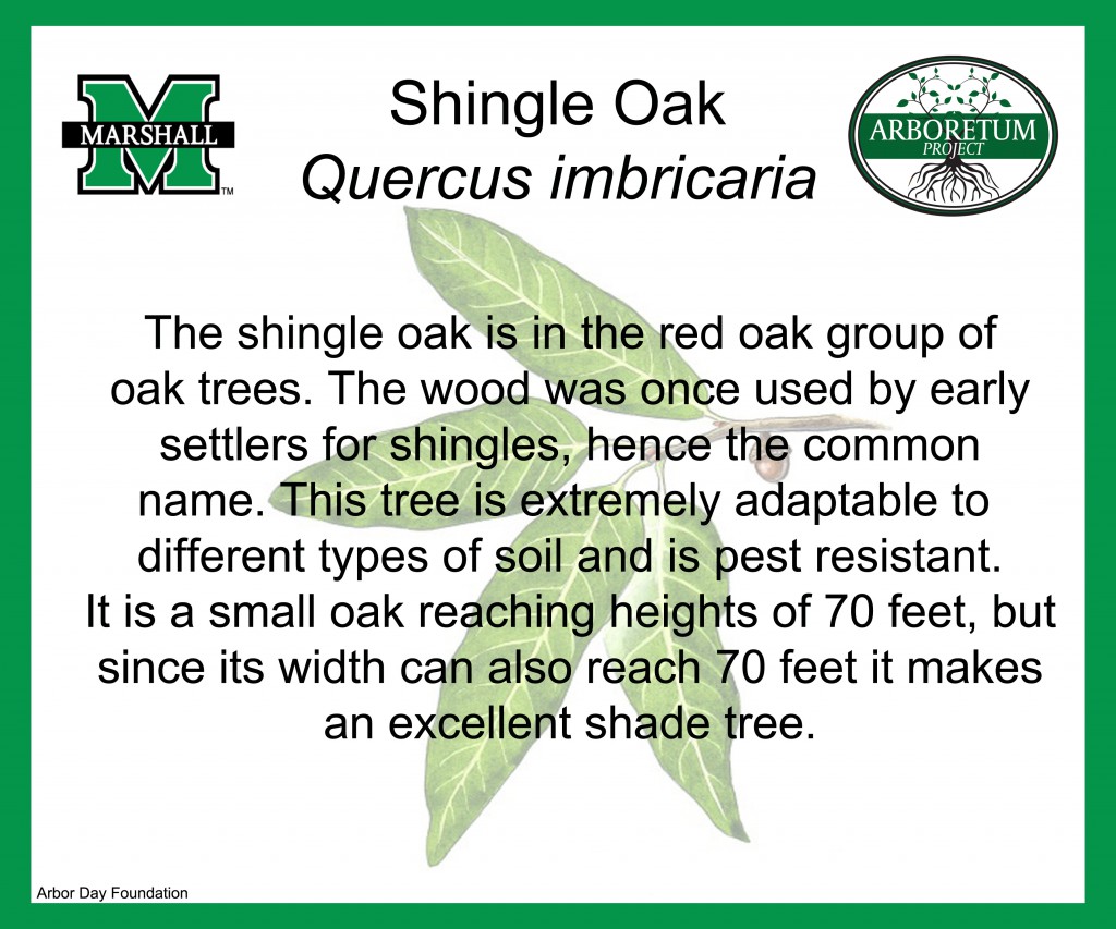 Shingle