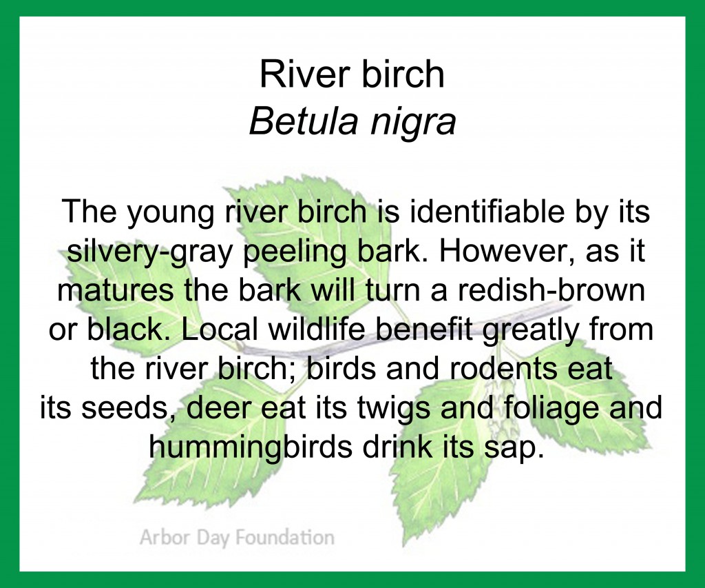 river birch