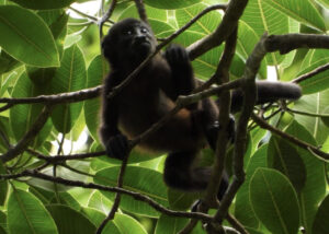 Juvenile Howler Monkey