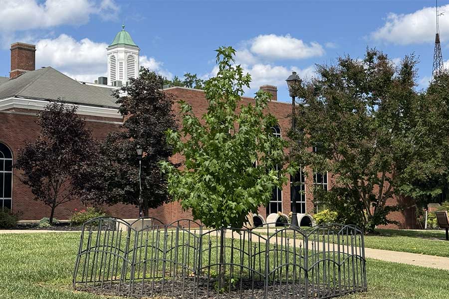 Marshall University's young Artemis Moon Tree surrounded by a protective fence with Morrow Library in the background.