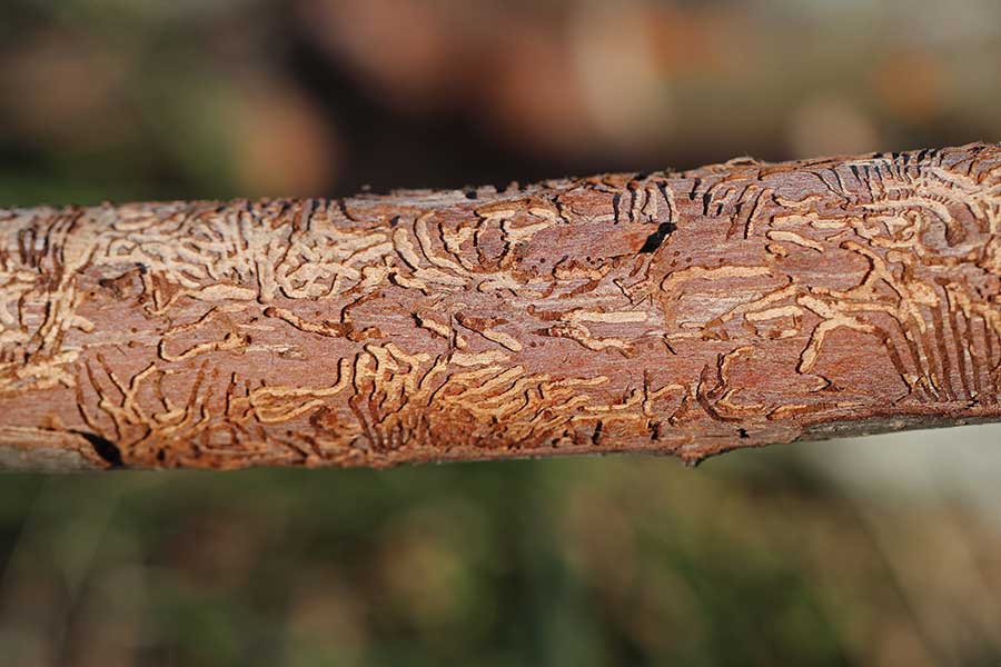 Close-up of bark beetle tunnels etched beneath the bark of an elm branch, creating distinctive winding galleries associated with Dutch elm disease spread.