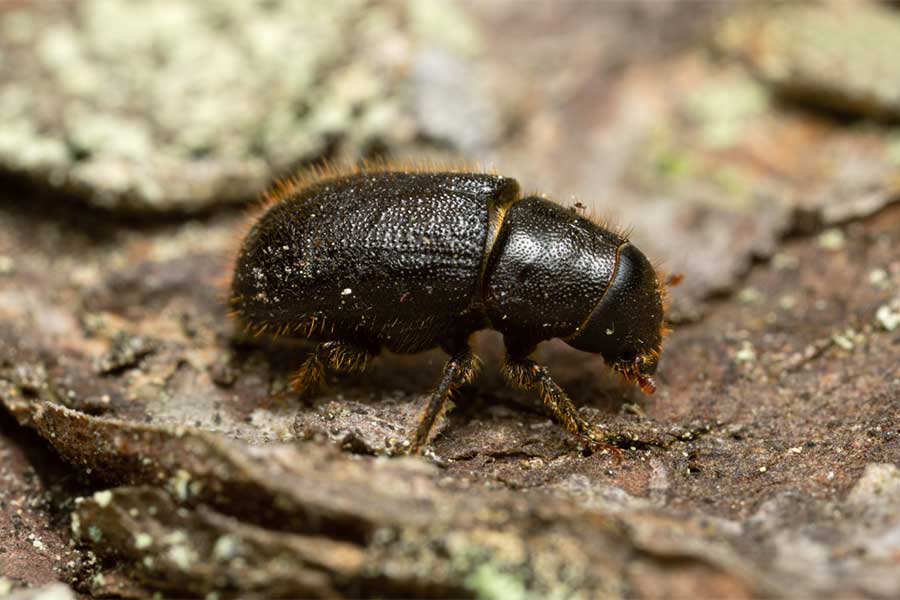 Close-up of an elm bark beetle on tree bark, an insect known for spreading Dutch elm disease between elm trees.