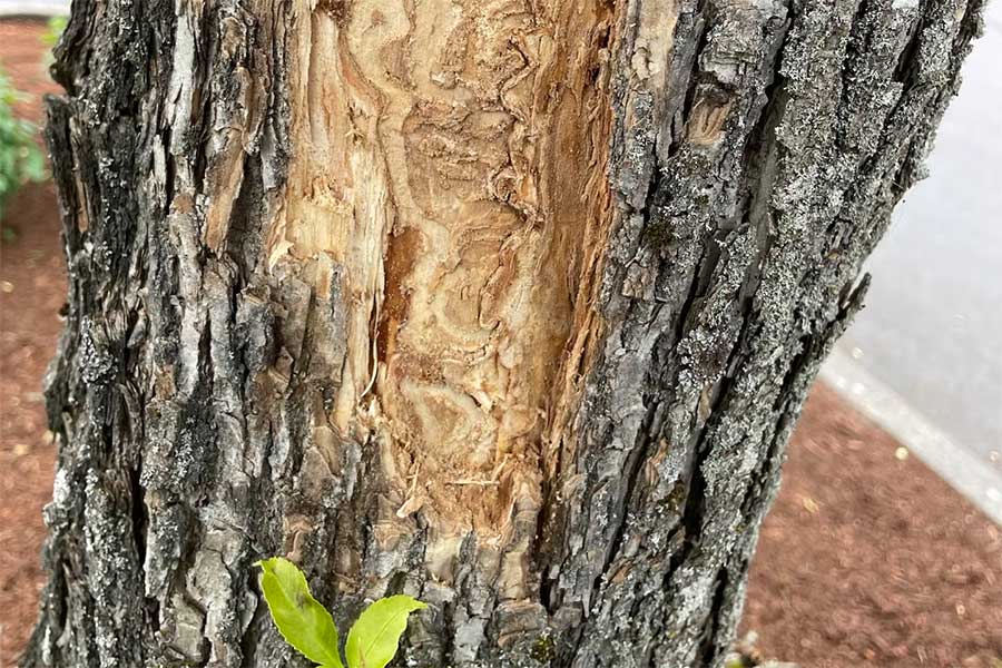 Ash tree trunk with bark peeled away, revealing winding larval galleries caused by Emerald Ash Borer feeding beneath the bark.