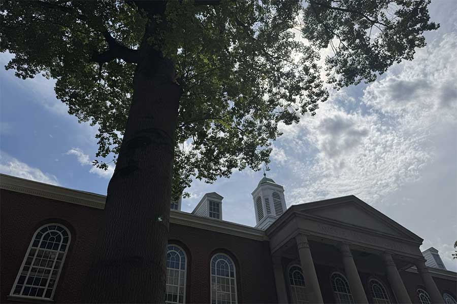 View from beneath the canopy of the East Freedom Tree, a Pin Oak planted in 1972 beside the historic entrance of Morrow Library.