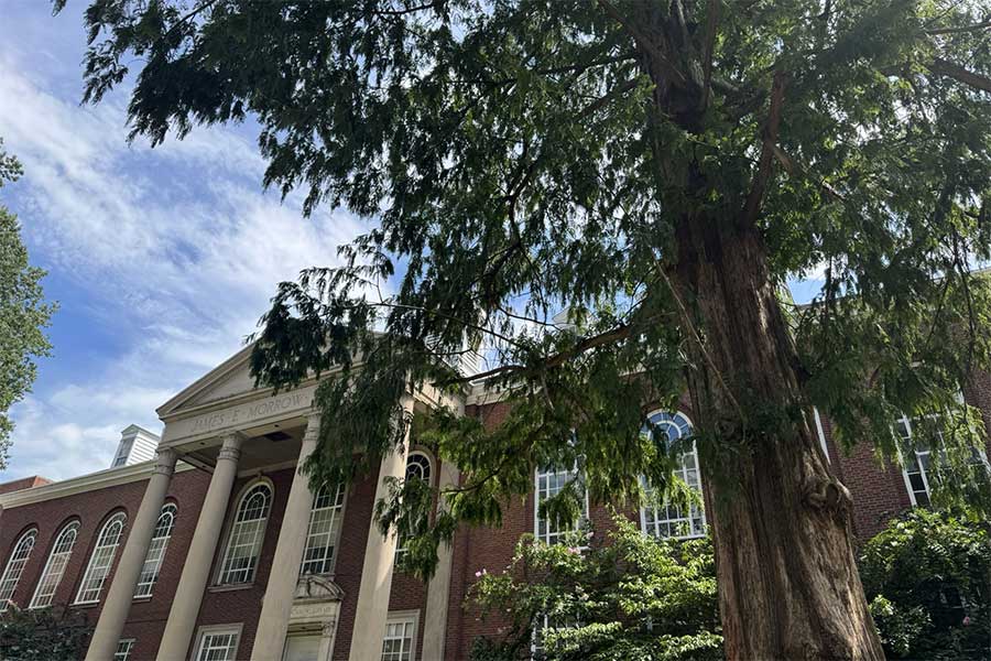 View of the West Freedom Tree, a Bald Cypress dedicated in 1972, towering above the historic north entrance of Morrow Library.