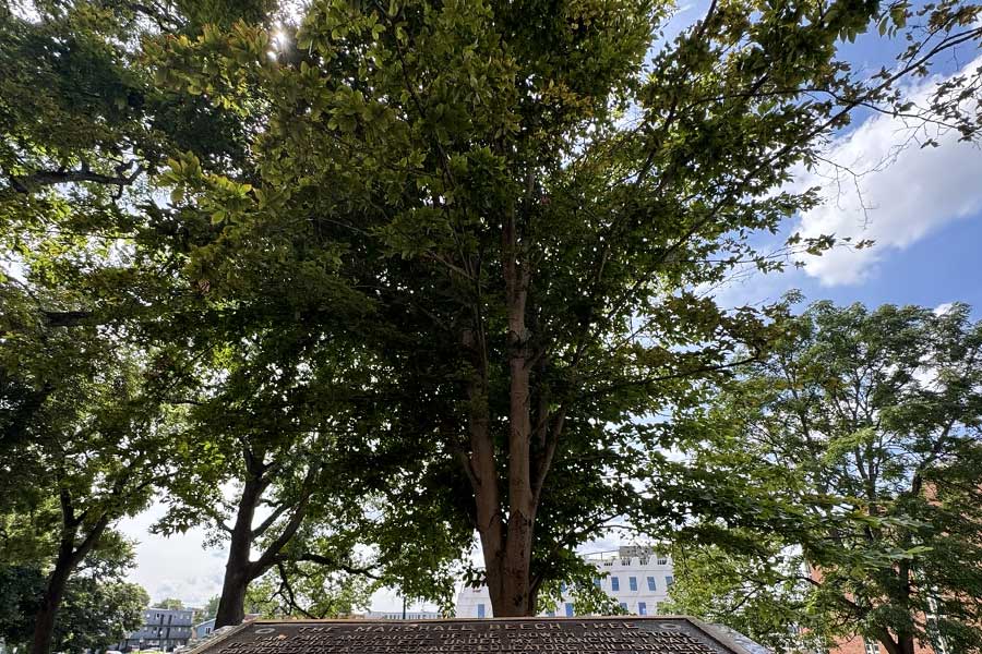 The "Son of the Beech," grown from a seed of the original Marshall Beech Tree, stands near the historic dedication plaque on campus.