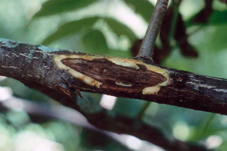 Close-up of a butternut branch showing an elongated dark canker where bark has died and peeled away, exposing damaged wood caused by butternut canker disease.