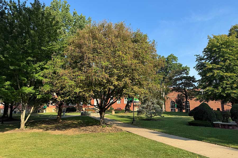 Brian "Scotty" Ulbrich Memorial Tree growing along a campus pathway southeast of Old Main, with Old Main and Morrow Library visible in the background and the Omicron Delta Kappa Circle nearby.