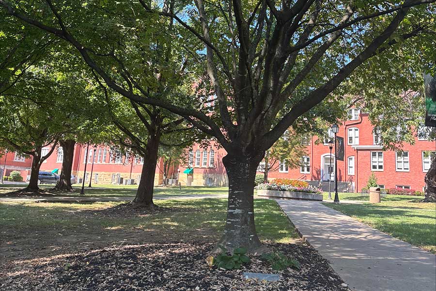 Brian "Scotty" Ulbrich Memorial Tree, a Yellowwood, growing along a campus walkway between Old Main and the Memorial Student Center, with the memorial stone visible at the base of the tree and Old Main in the background.